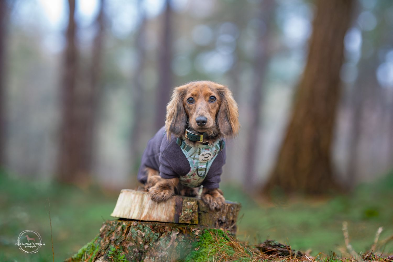 After editing: lead removed from the dachshund portrait