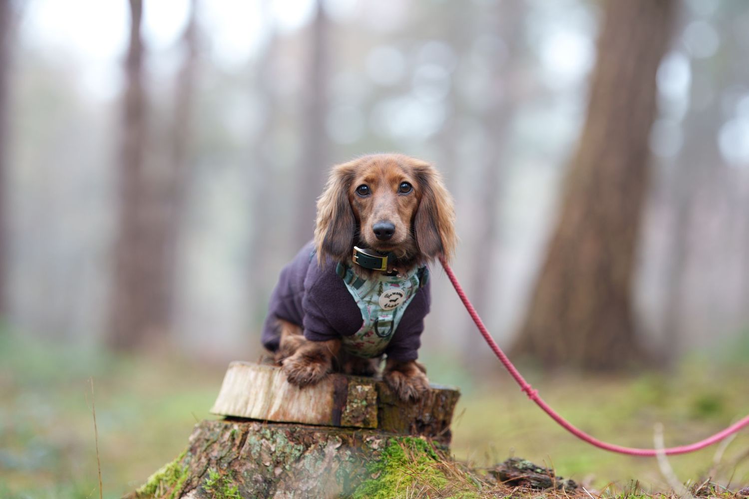Before editing: dachshund on a tree stump with a lead