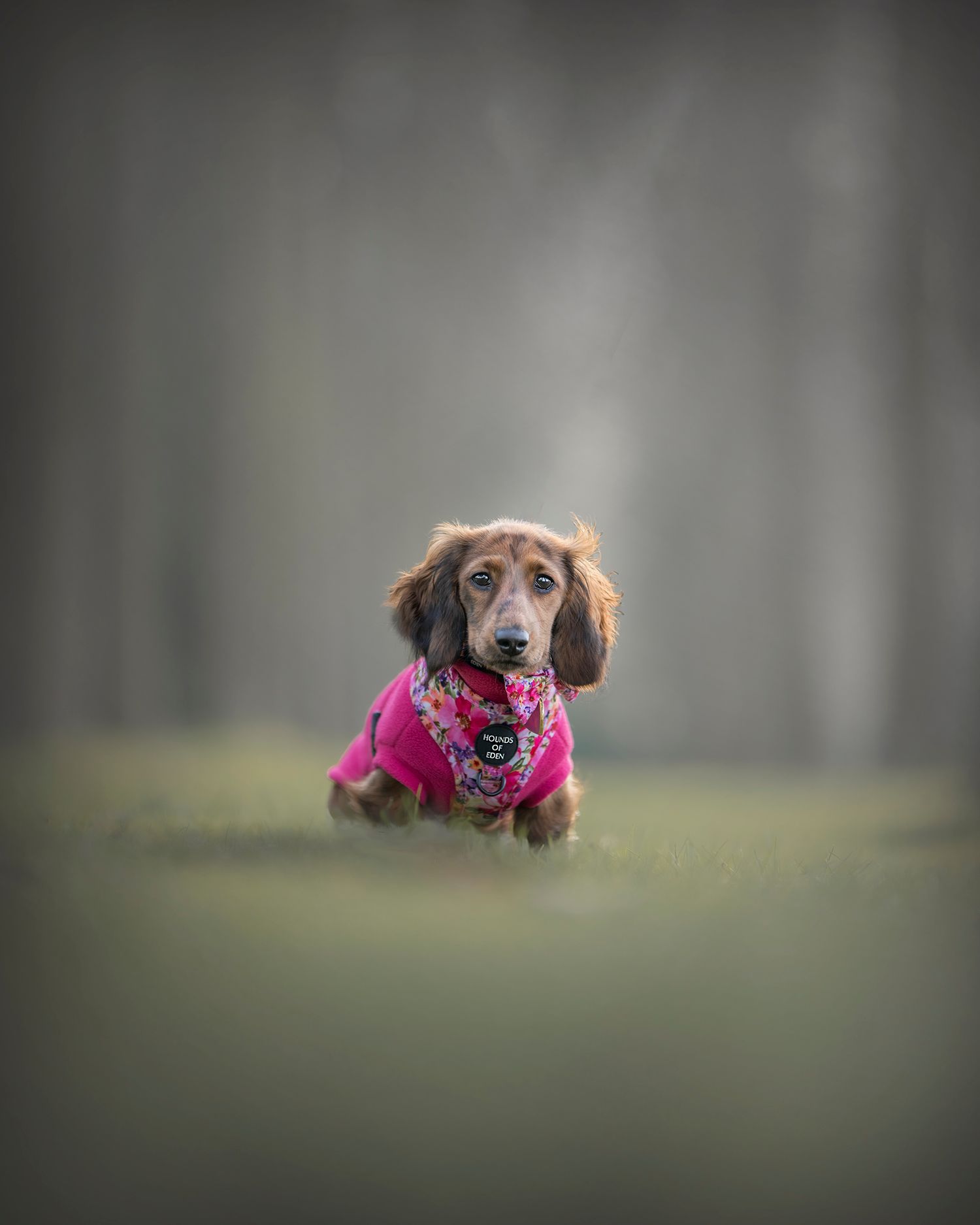 Heidi at five months old wearing a pink sweater in the grass