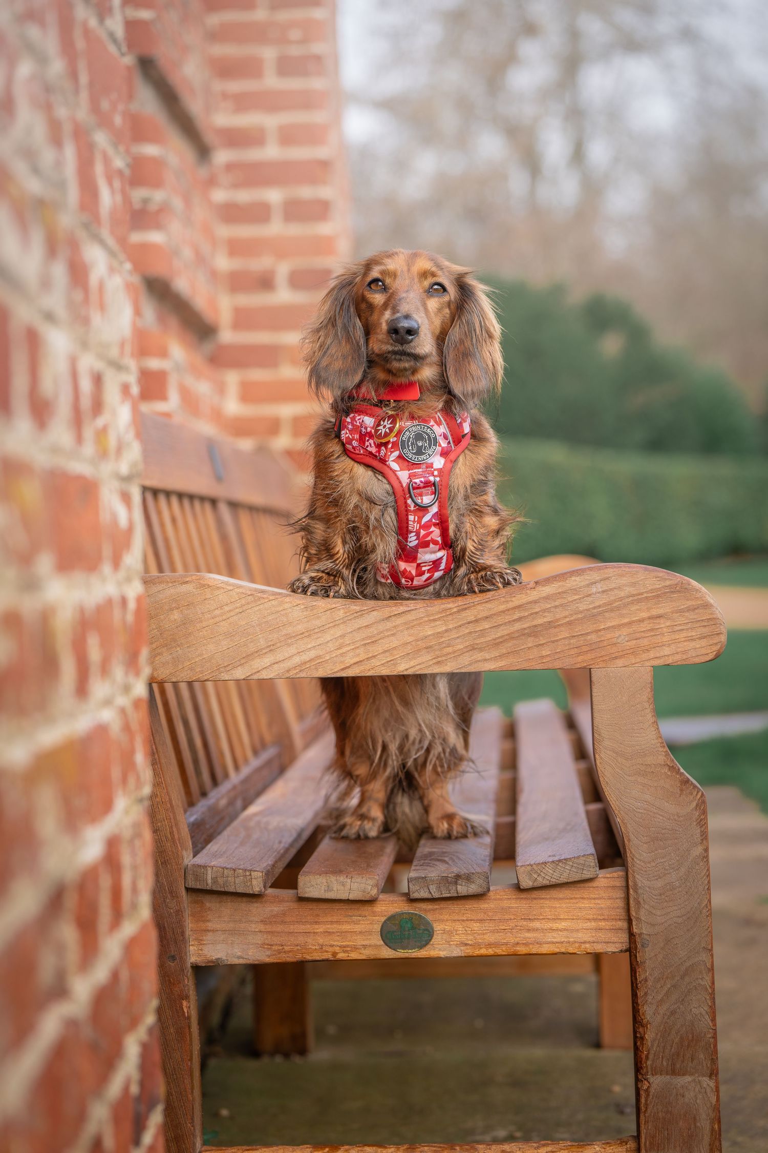 Dachshund wearing a red bandana on a rustic bench