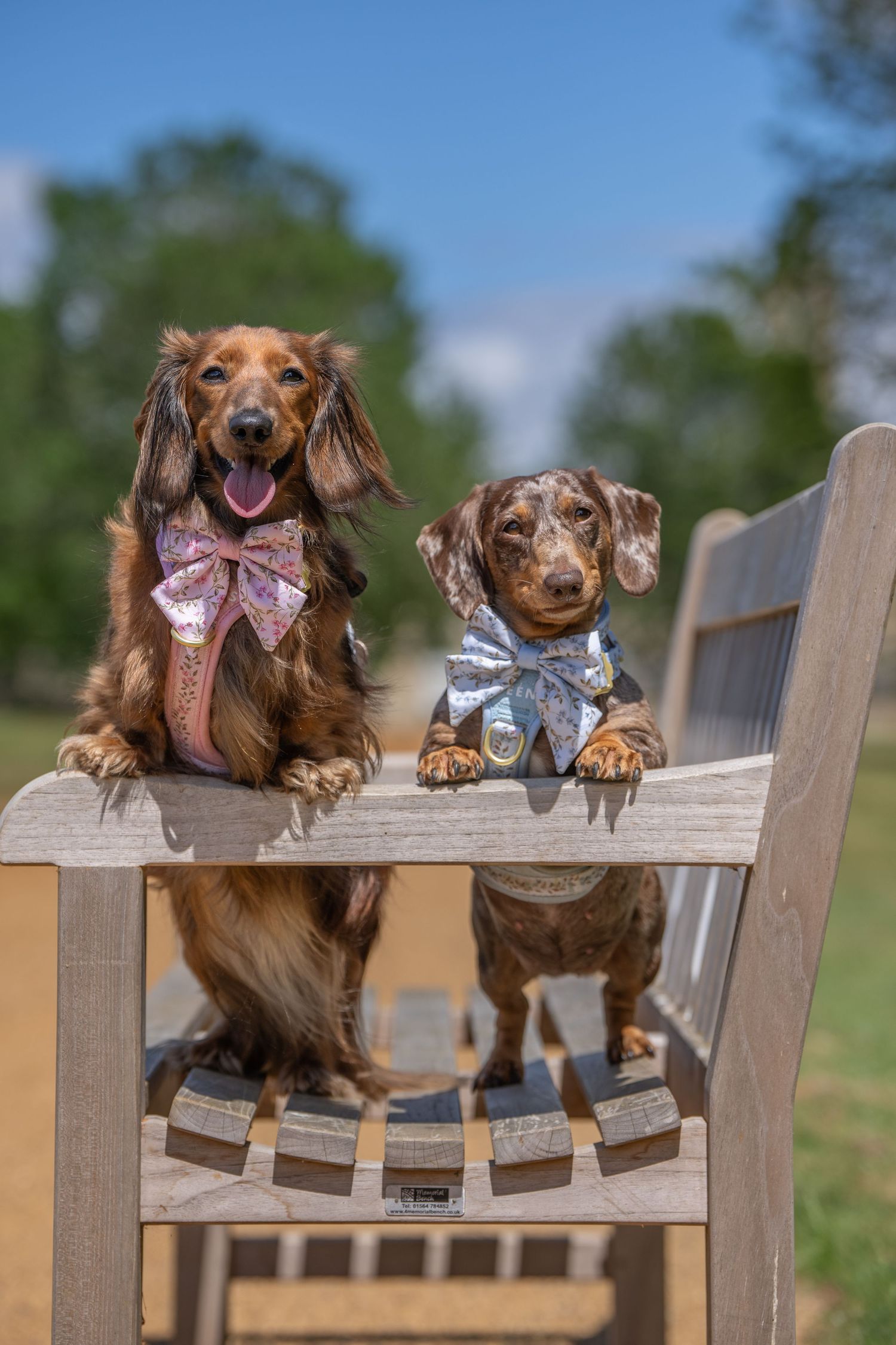 Two dachshunds in bow ties sitting on a bench