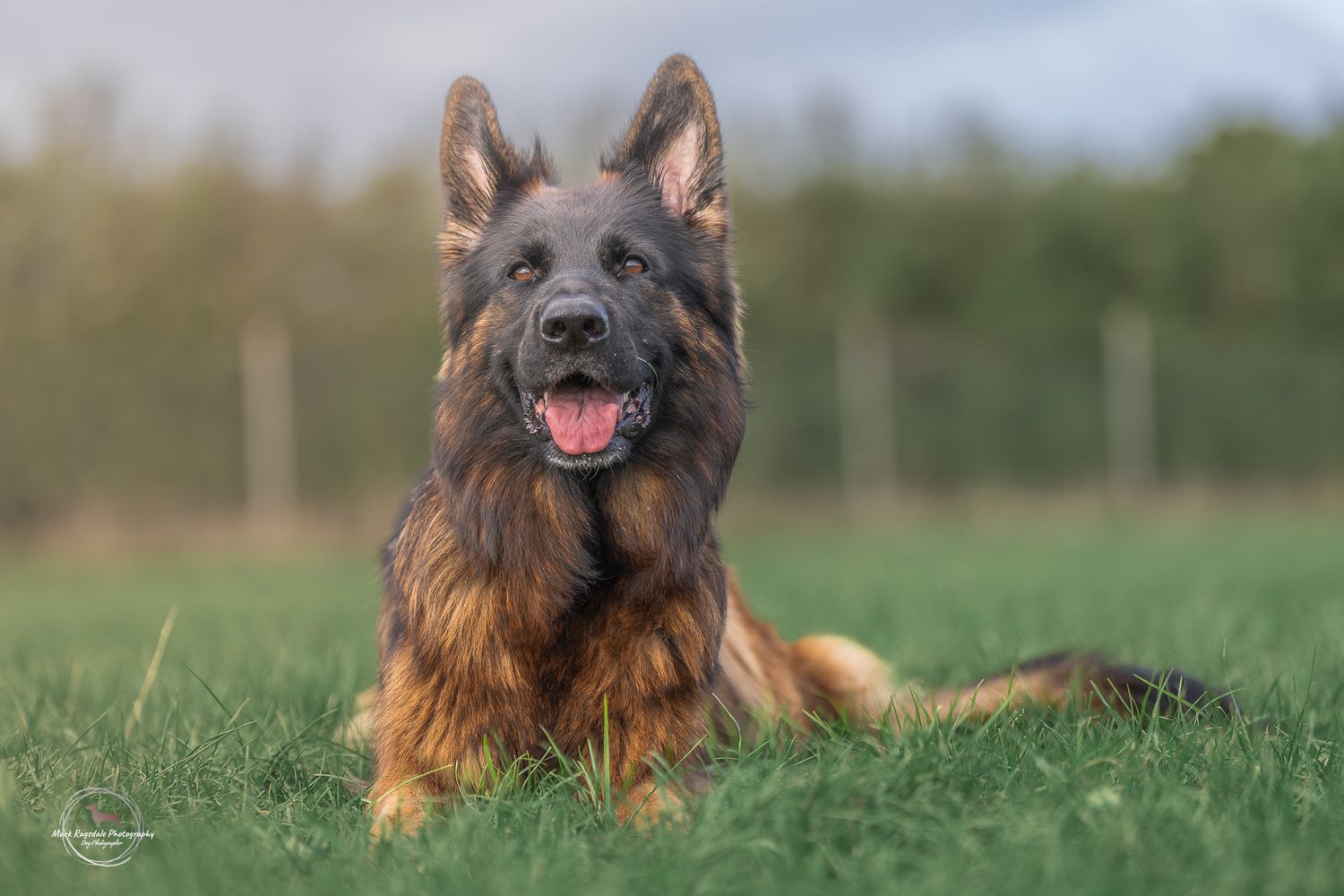 German Shepherd sitting in a grassy field