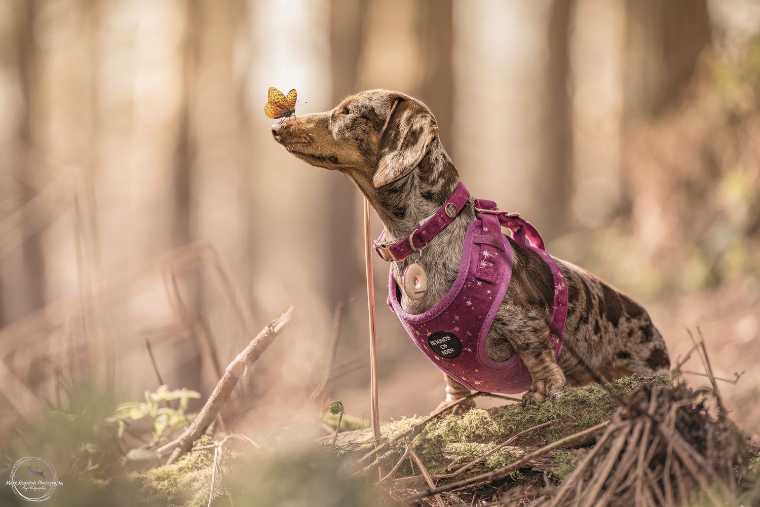 Tilly wearing her purple harness with a butterfly resting on her nose